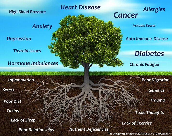 Circulation, Antioxidants, Hormonal Balance, and Immune System Interactions