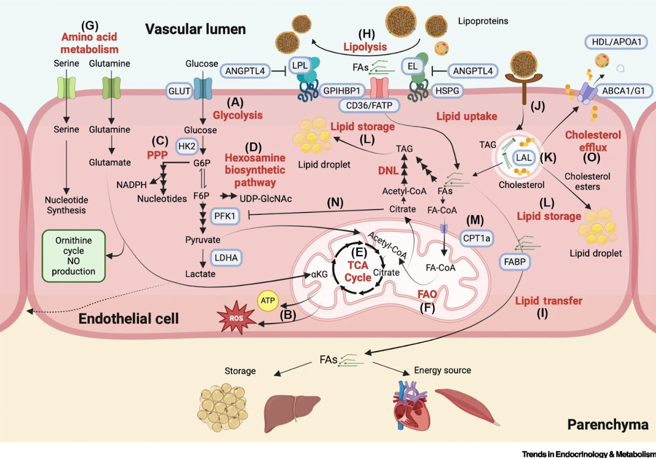Systemic_circulation