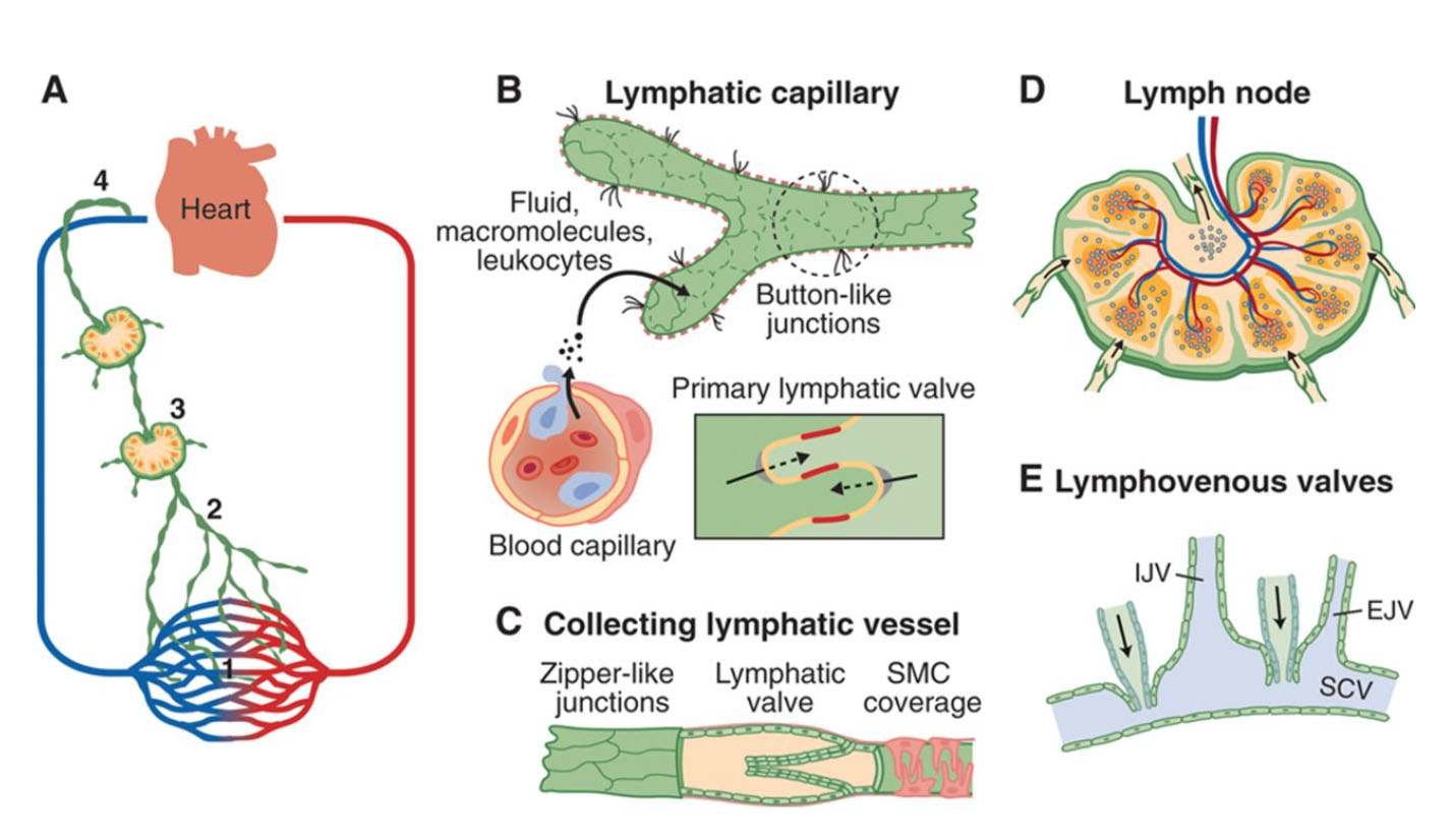 Systemic_circulation