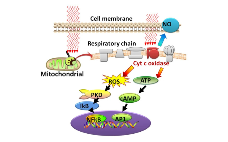Detailed Mechanism of PBM Therapy