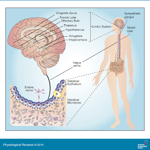 Parkinson’s: Not Just a Brain Disorder, But a Systemic Condition