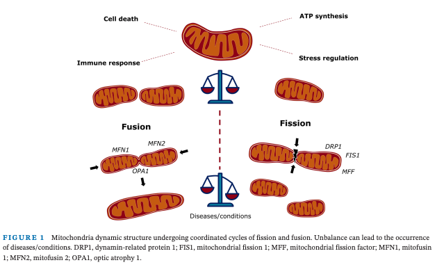Understanding the Fusion–Fission Balance