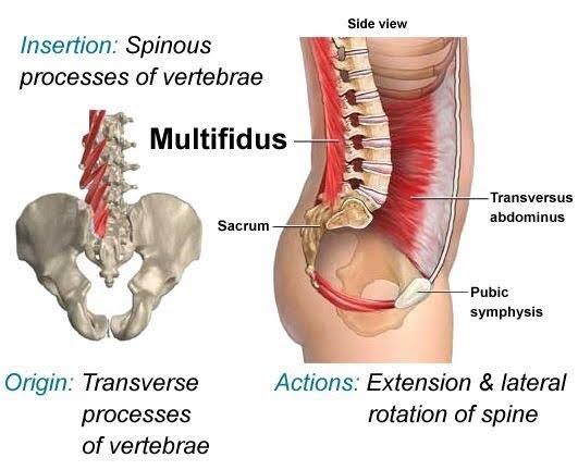 Why Deep Muscle Training Matters?