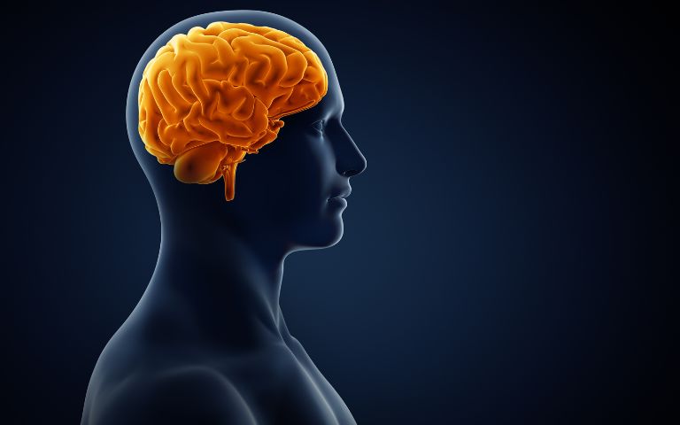 Improves Brain and Cognitive Function
