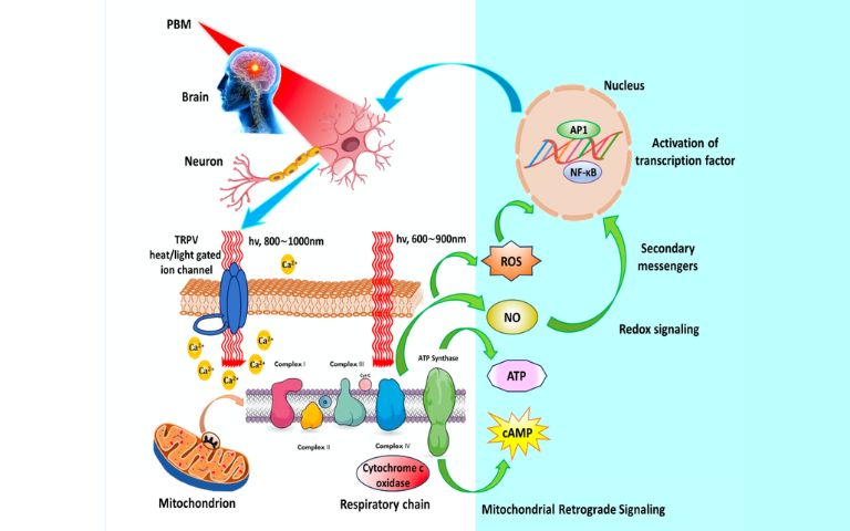 mechanism of nervous system