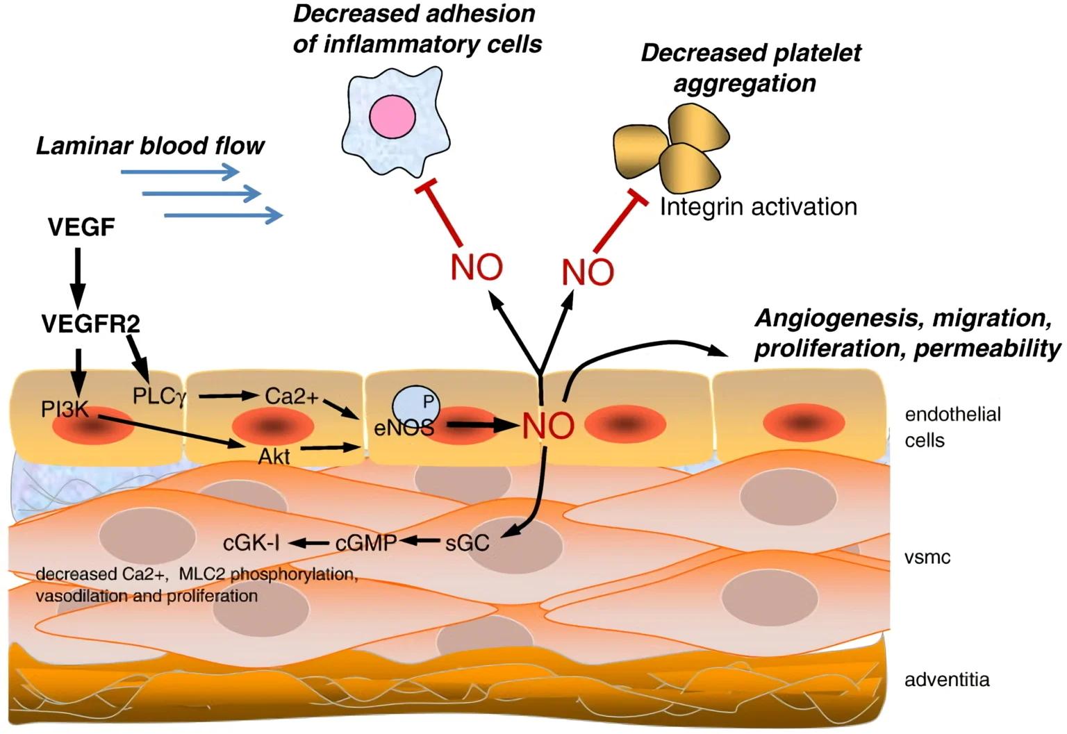 Mechanisms of light affecting cells
