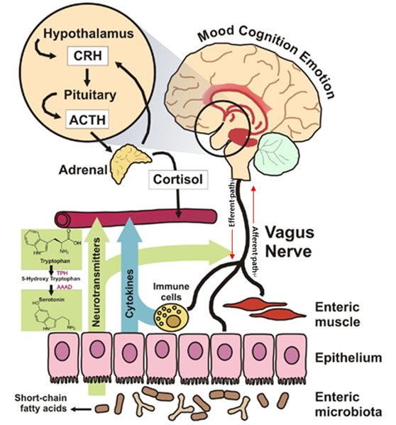  gut-microbiota-brain-axis-parkinsons-diagram