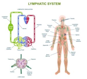 Lymphatic System