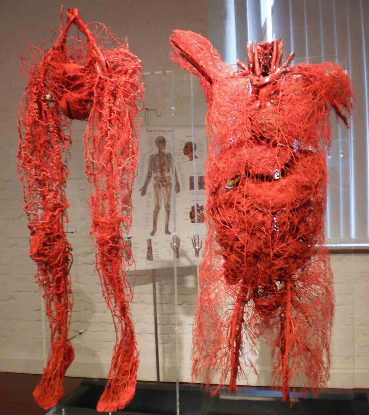 Human vascular system diagram showing blood vessels