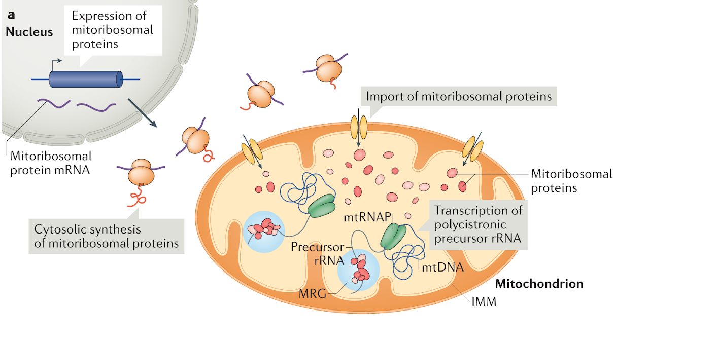 Mitochondria and nucleus signaling diagram