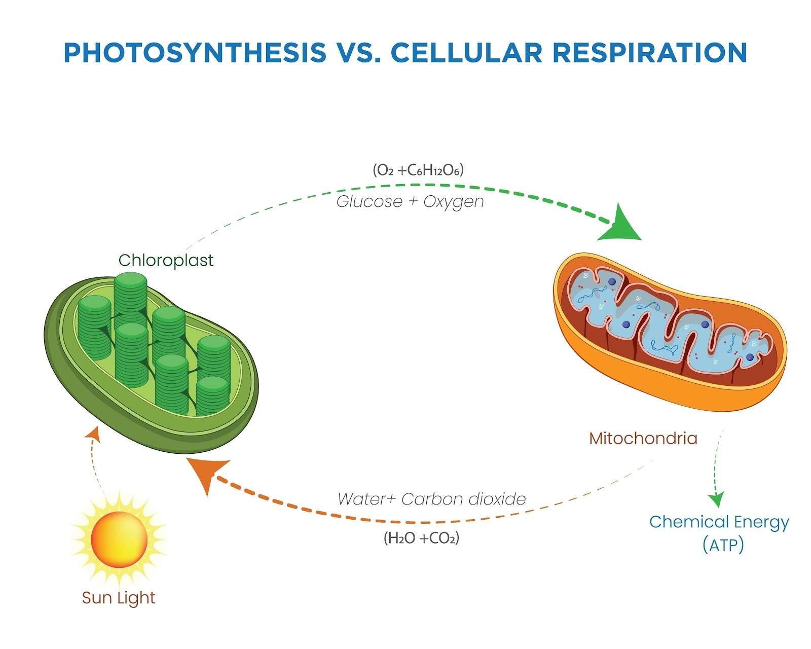 Photosynthesis vs cellular respiration