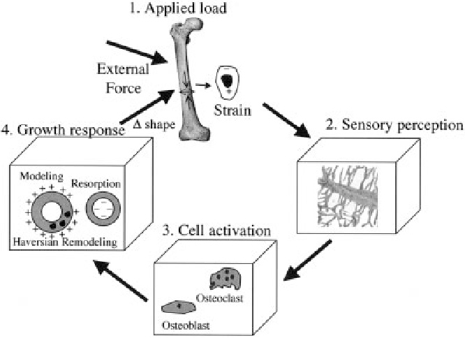 Cellular diagram of vibration therapy improving bone density
