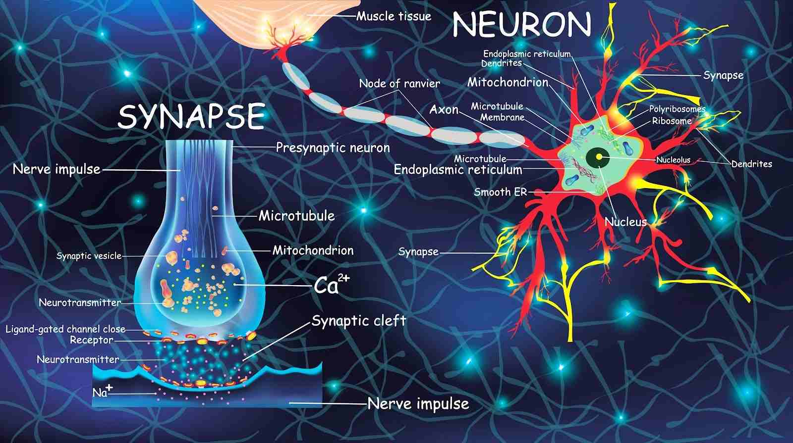 chronic brain inflammation affecting neurons and synapses diagram