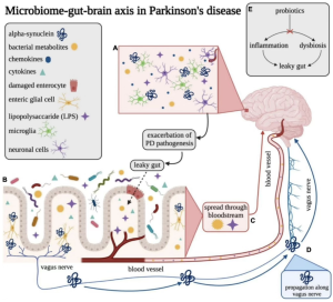 How Whole-Body Photobiomodulation (PBM) Works in Parkinson's Disease: An In-Depth Look at the Mechanisms from a Medical Science Perspective