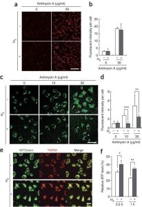 From Selective Antioxidation to Neuroprotection: The Clinical Science of Hydrogen Inhalation Therapy