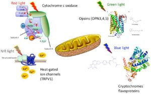 What Is Photobiomodulation (PBM)? From Cellular Energy Restoration to Clinical Guidelines