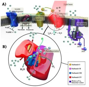 What Is Photobiomodulation (PBM)? From Cellular Energy Restoration to Clinical Guidelines