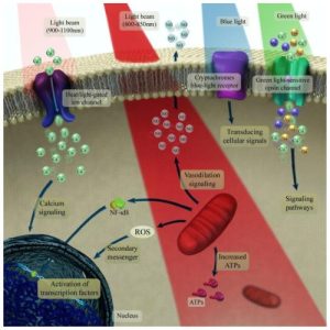 What Is Photobiomodulation (PBM)? From Cellular Energy Restoration to Clinical Guidelines
