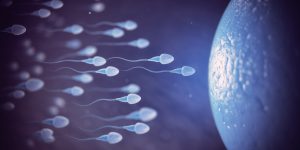 mitochondria and oocyte quality in fertility care 