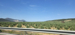 Olive trees in Jaén Southern Spain
