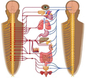 red light mask vs whole-body pbm